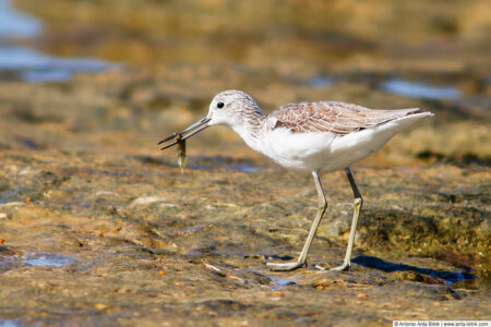 Common greenshank