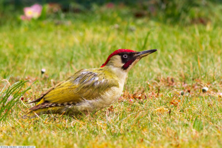 European green woodpecker