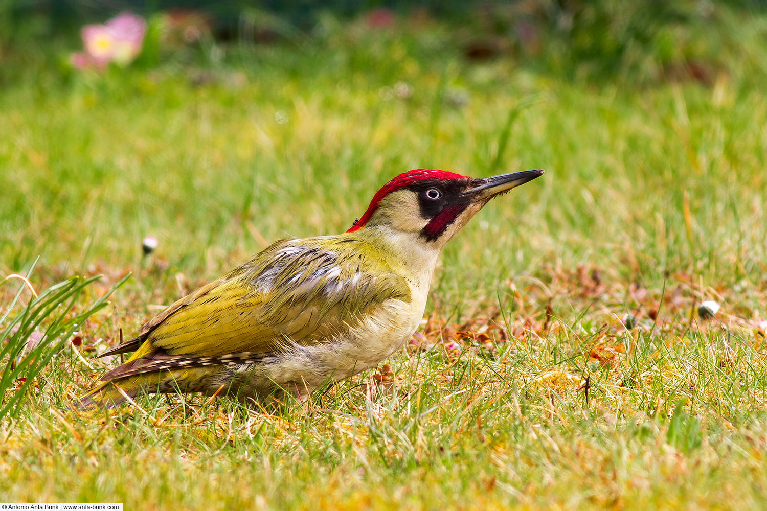 European green woodpecker, Picus viridis, Grünspecht