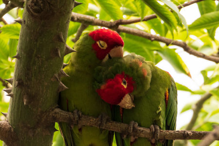 Red-masked parakeet