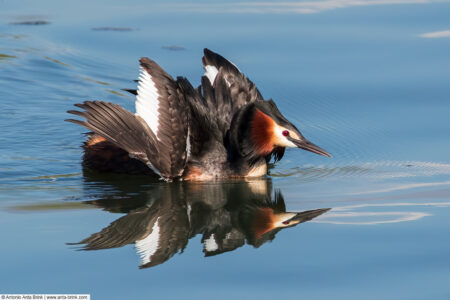 Great crested grebe