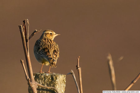 Woodlark