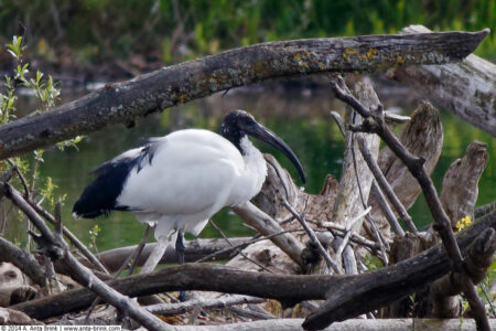 African sacred ibis