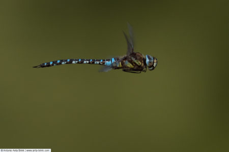 Migrant hawker