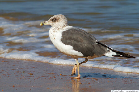 Lesser black-backed gull