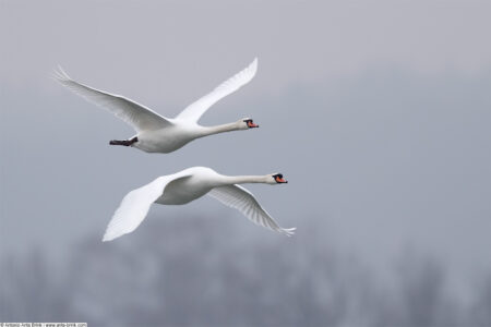 Mute swan