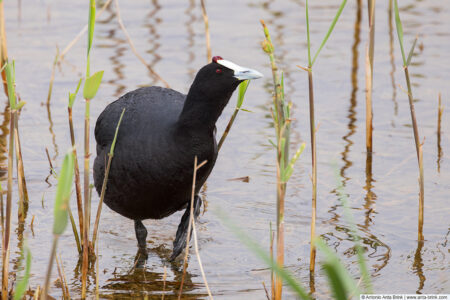 Red-knobbed coot