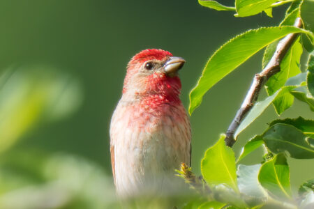 Common rosefinch