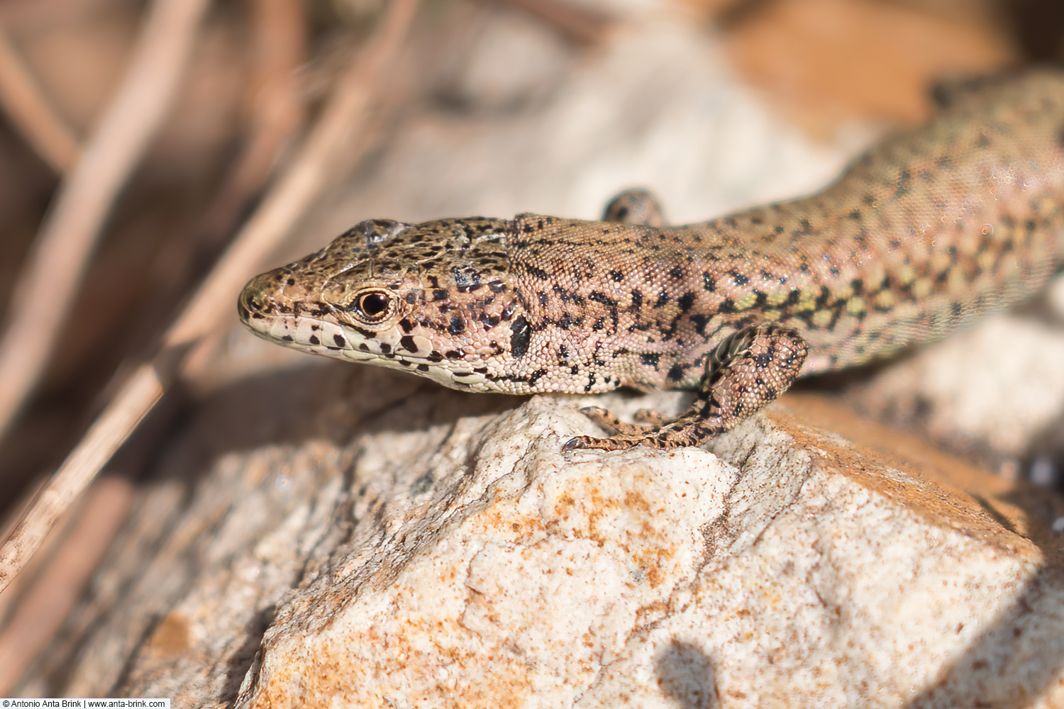 Catalan wall lizard, Podarcis liolepis, Katalanische Mauereidechse