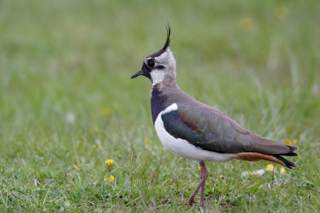 Northern lapwing