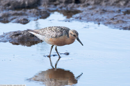 Red knot