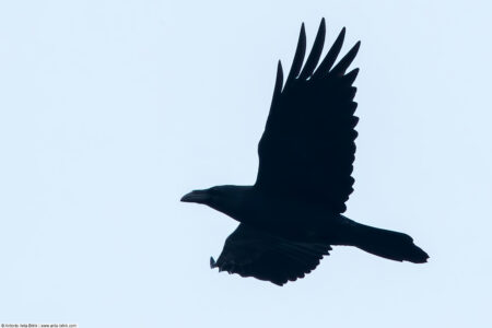 Common raven