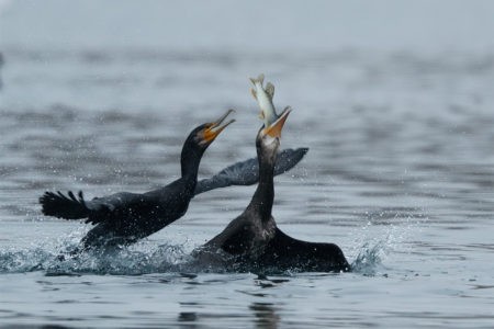 Great cormorant