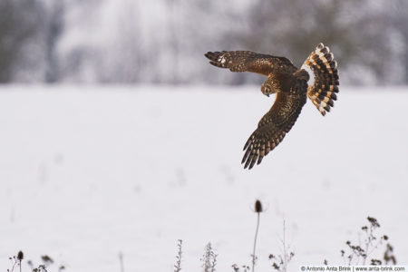 Hen harrier