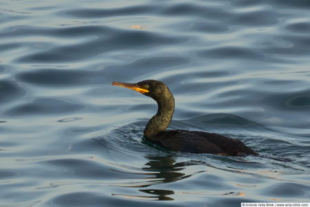 European shag