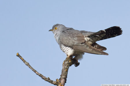 Common cuckoo