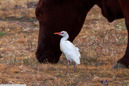 Cattle egret