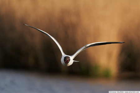 Black-headed gull