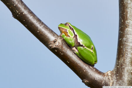 European tree frog