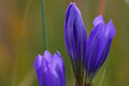 Marsh gentian