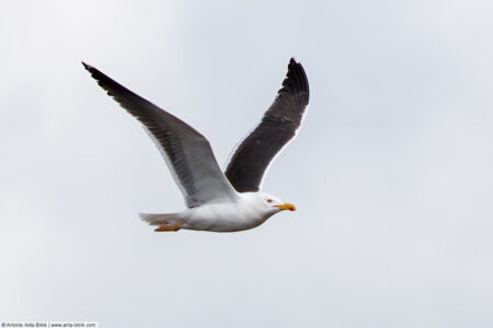 Great black-backed gull