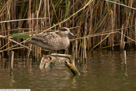 Marbled duck