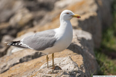 Yellow-legged gull