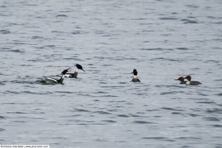 Red-breasted merganser