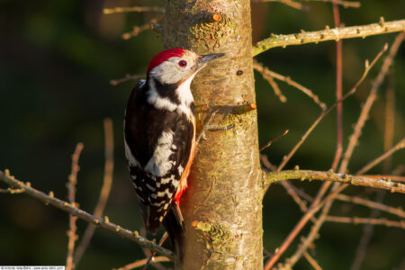 Middle spotted woodpecker