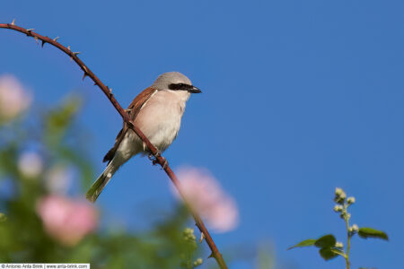 Red-backed shrike