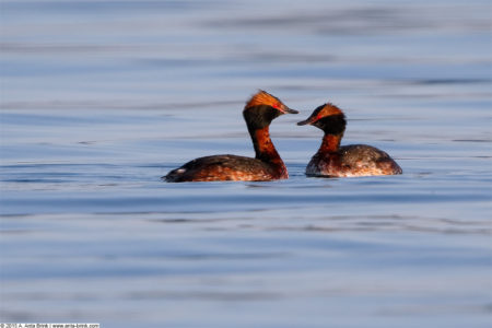 Horned grebe