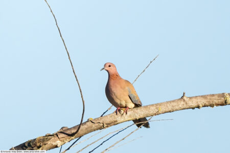 Laughing dove