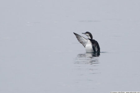 Arctic loon