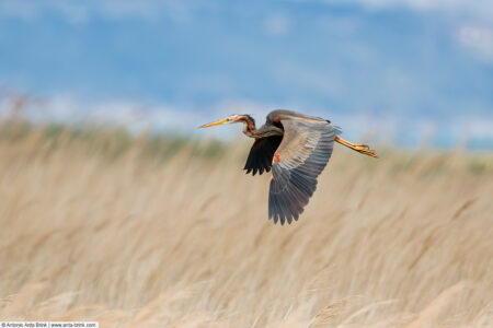 Purple heron