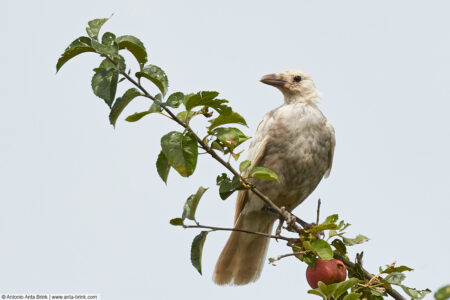 Carrion crow