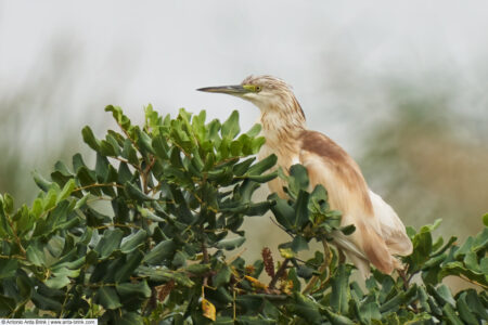 Squacco heron