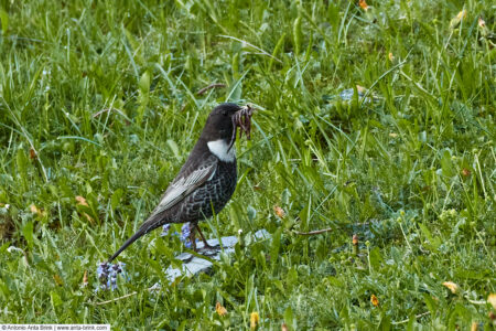 Ring ouzel