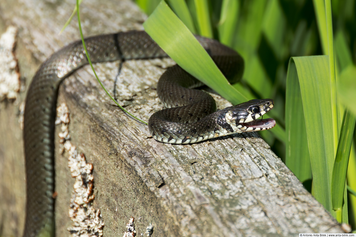 Grass snake, Natrix natrix, Ringelnatter