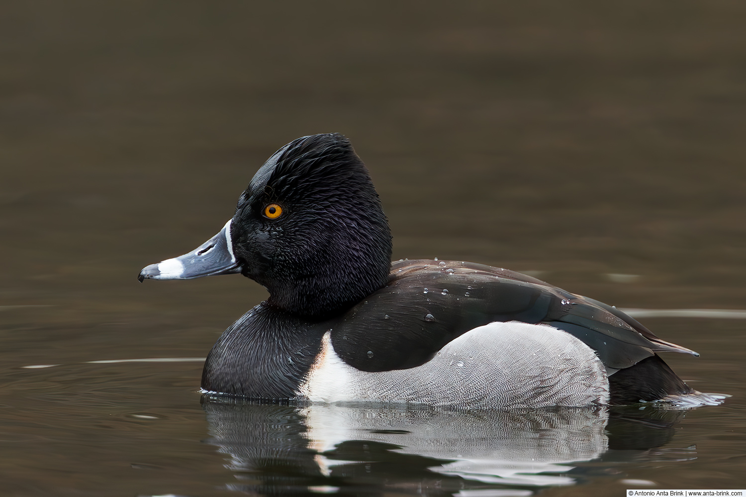 Ring-necked duck, Aythya collaris, Ringschnabelente