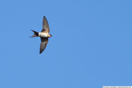 Red-rumped swallow