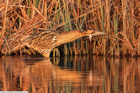 Eurasian bittern