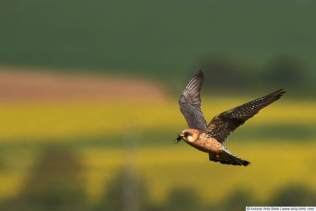 Red-footed falcon