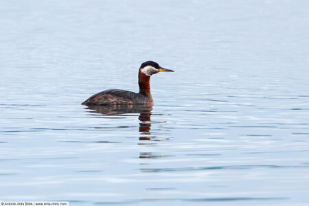 Red-necked grebe