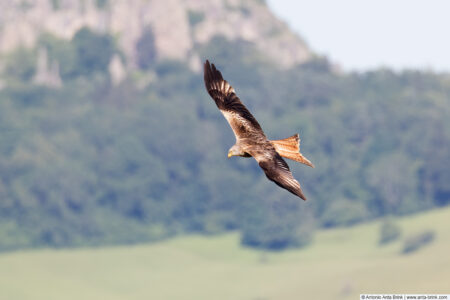 Red kite