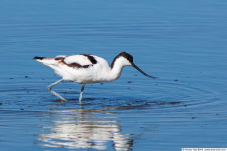 Pied avocet