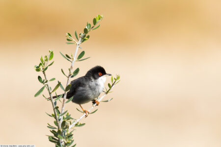 Sardinian warbler