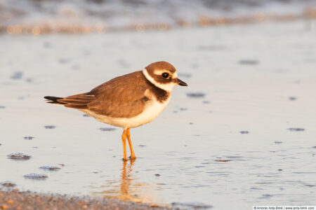 Common ringed plover