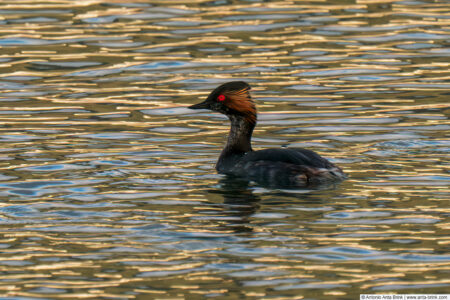 Black-necked grebe