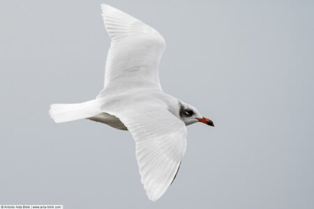 Mediterranean gull