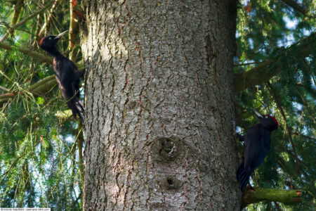 Black woodpecker